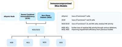 Frontiers Animal model considerations for chordoma research